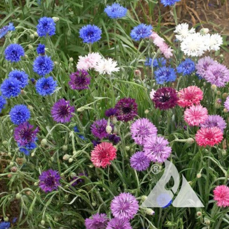 Dwarf Polka Dot ( Cornflower )